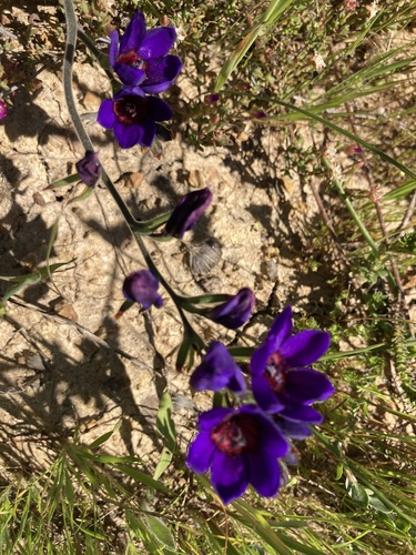 Babiana stricta (Baboon flower) — photo