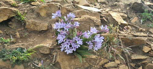 Babiana stricta (Baboon flower) — photo