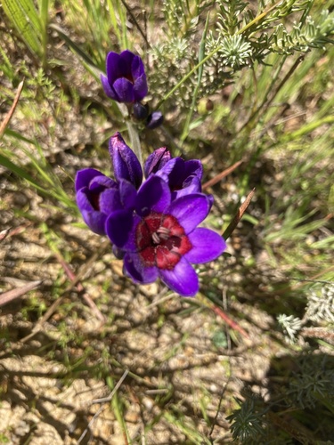 Babiana stricta