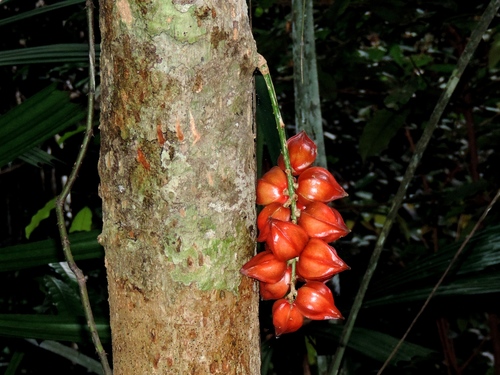 Baccaurea angulata (Red-angled tampoi) — photo