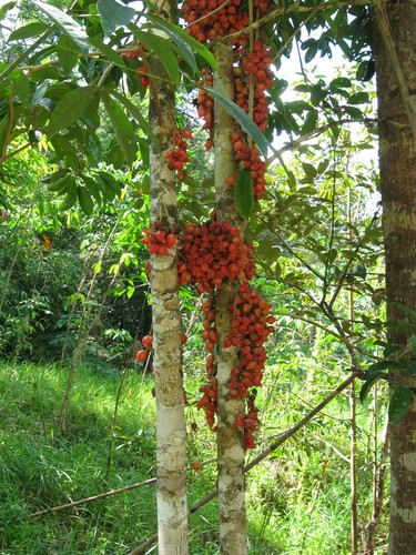 Baccaurea angulata