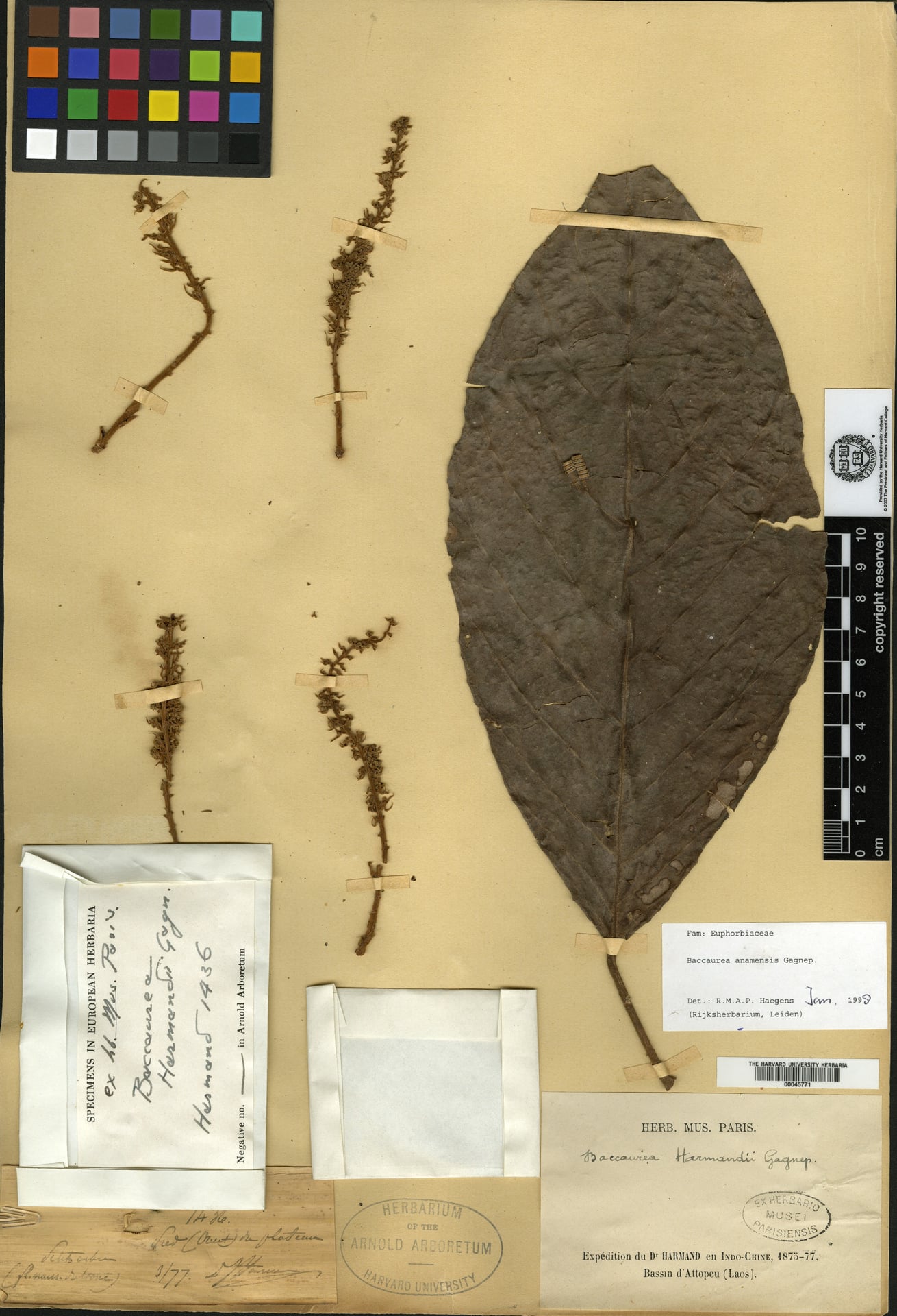 Baccaurea annamensis (Du trung bo) — photo