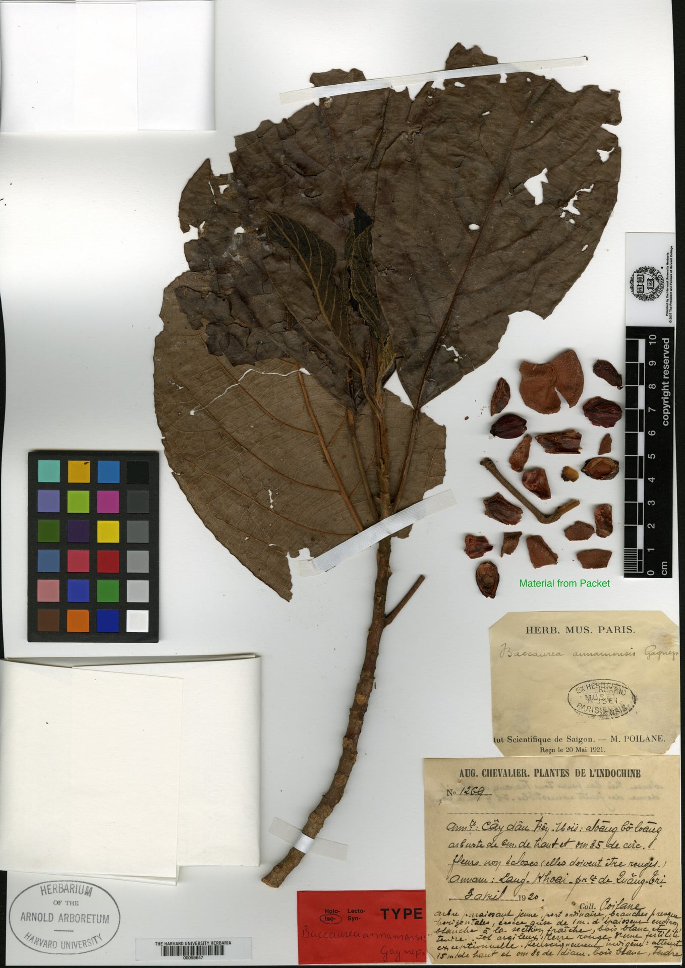 Baccaurea annamensis
