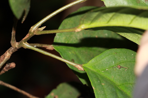 Baccaurea bracteata