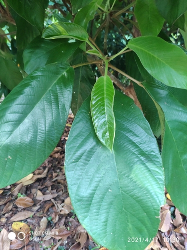 Baccaurea brevipes — photo