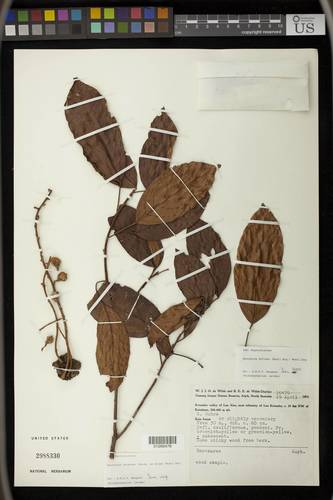 Baccaurea brevipes — photo