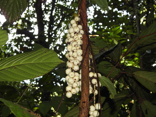 Baccaurea brevipes