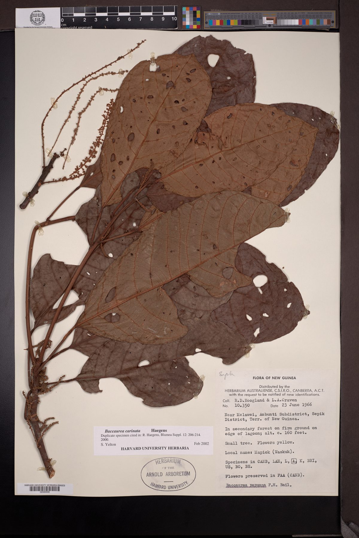 Baccaurea carinata — photo