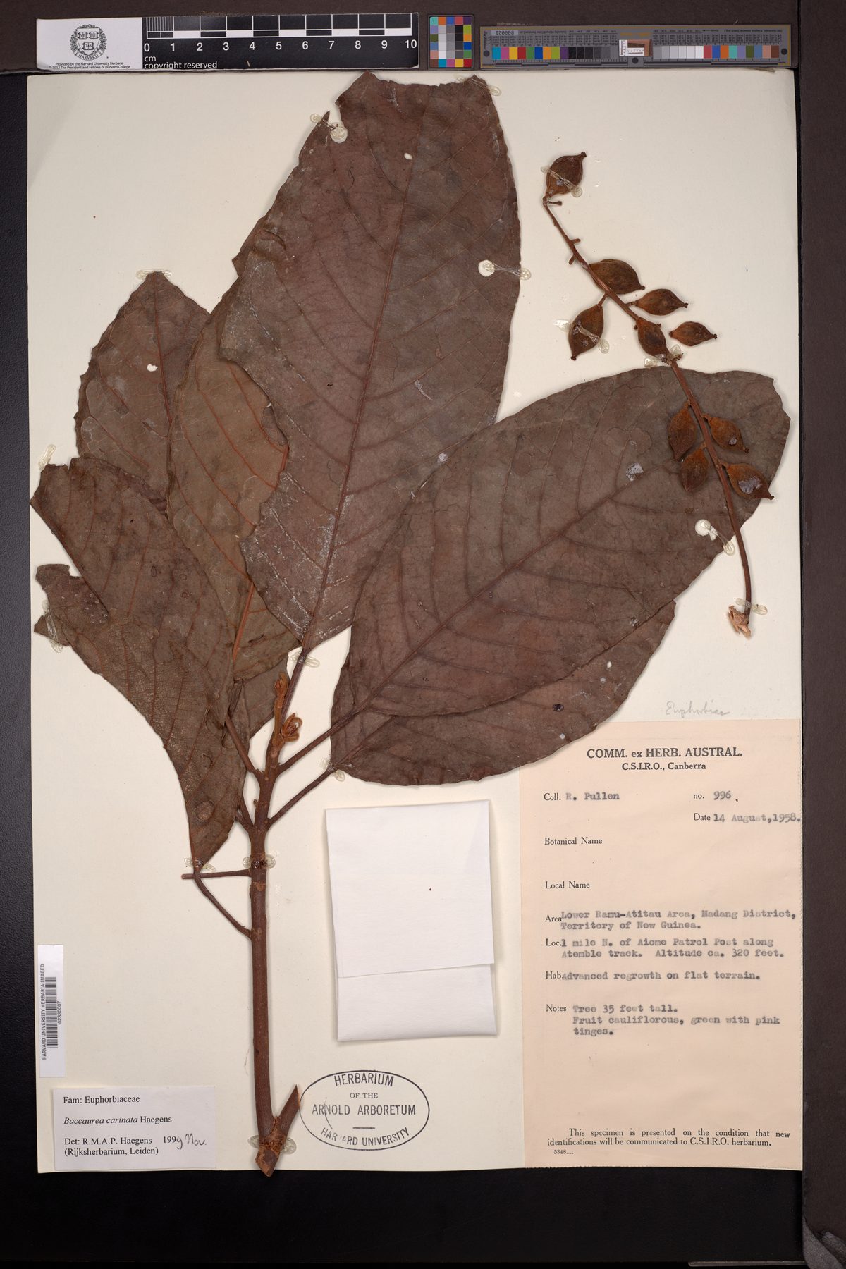 Baccaurea carinata — photo