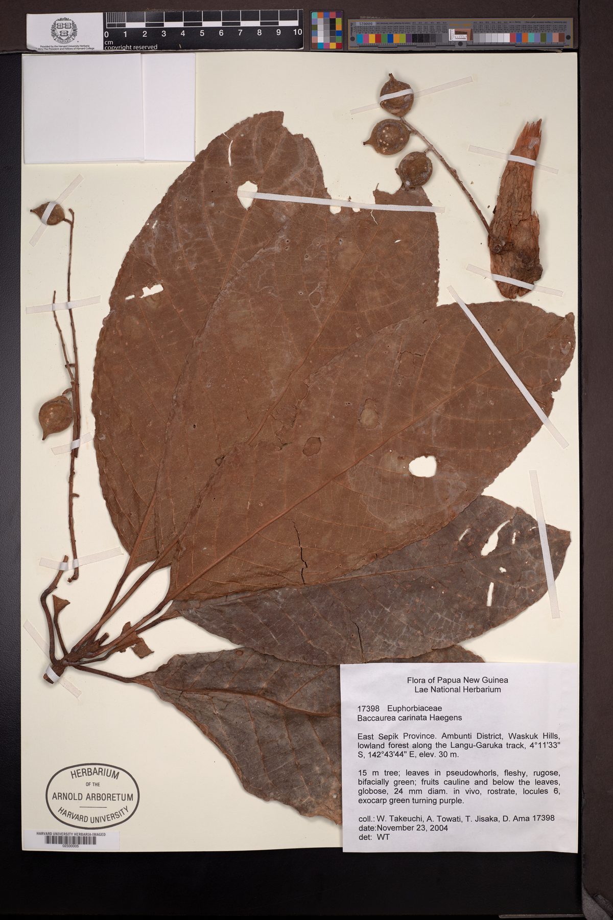 Baccaurea carinata