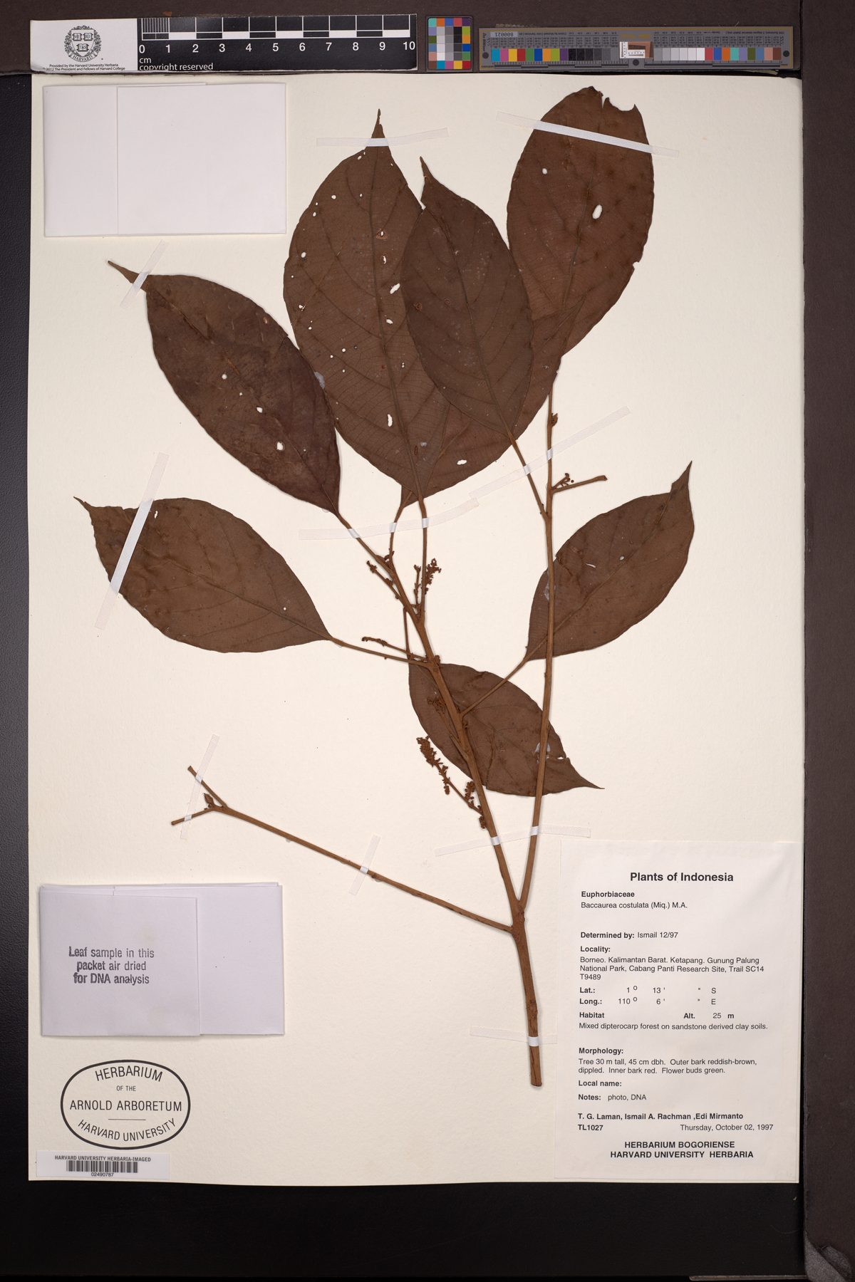 Baccaurea costulata (Orange-fleshed tampoi) — photo