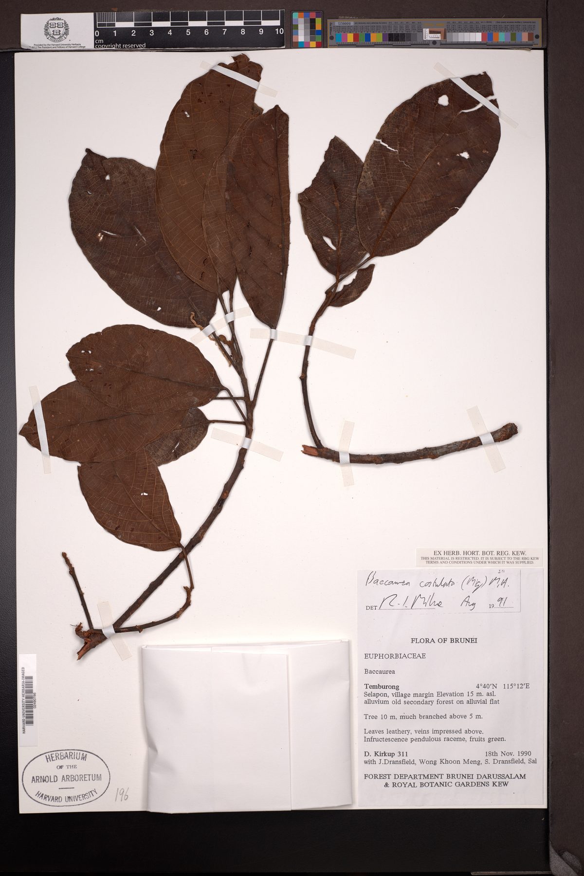 Baccaurea costulata (Orange-fleshed tampoi) — photo