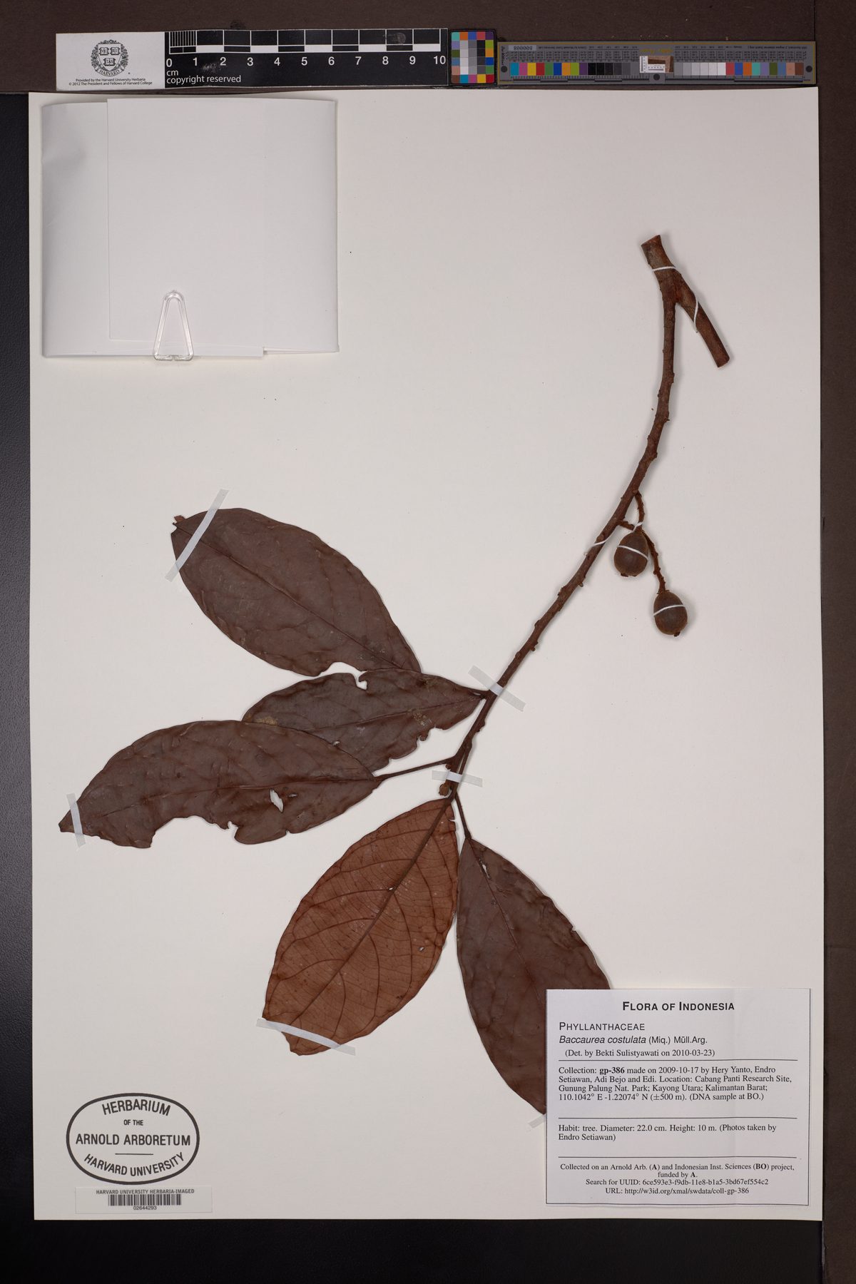Baccaurea costulata
