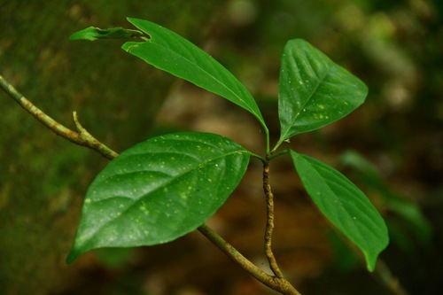 Baccaurea courtallensis (Mootapalam) — photo