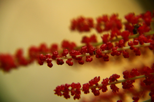 Baccaurea courtallensis (Mootapalam) — photo