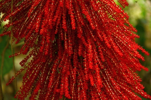 Baccaurea courtallensis