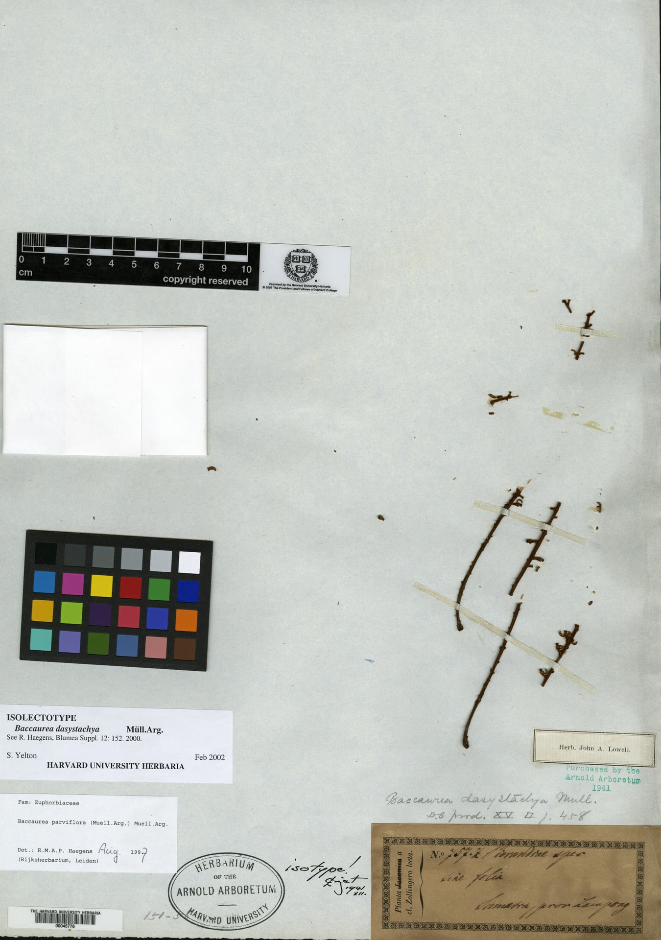 Baccaurea dasystachya