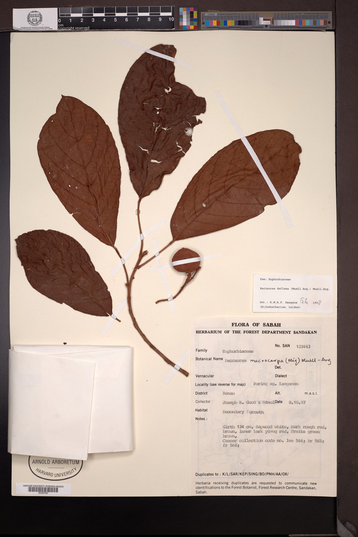 Baccaurea deflexa — photo