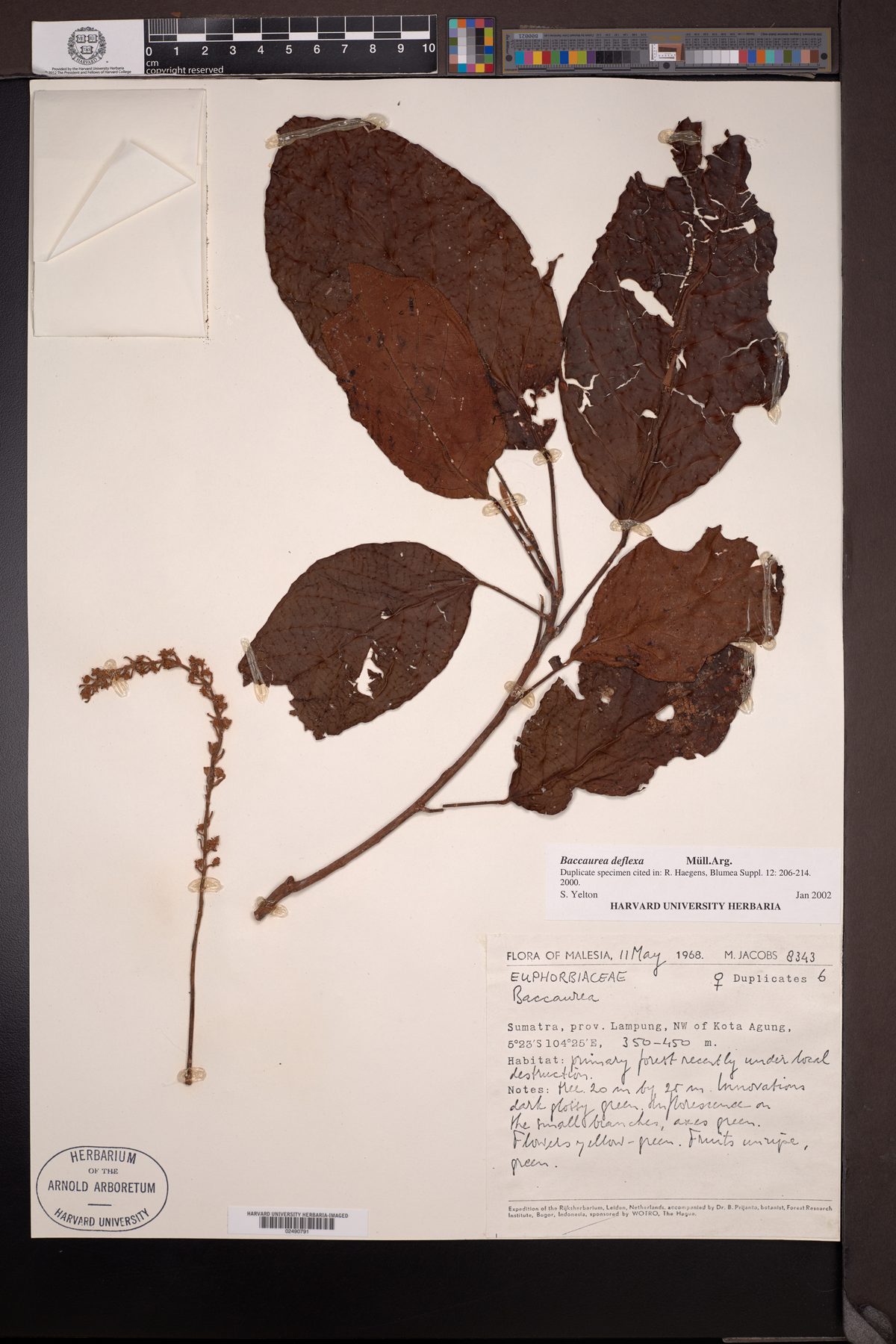 Baccaurea deflexa — photo