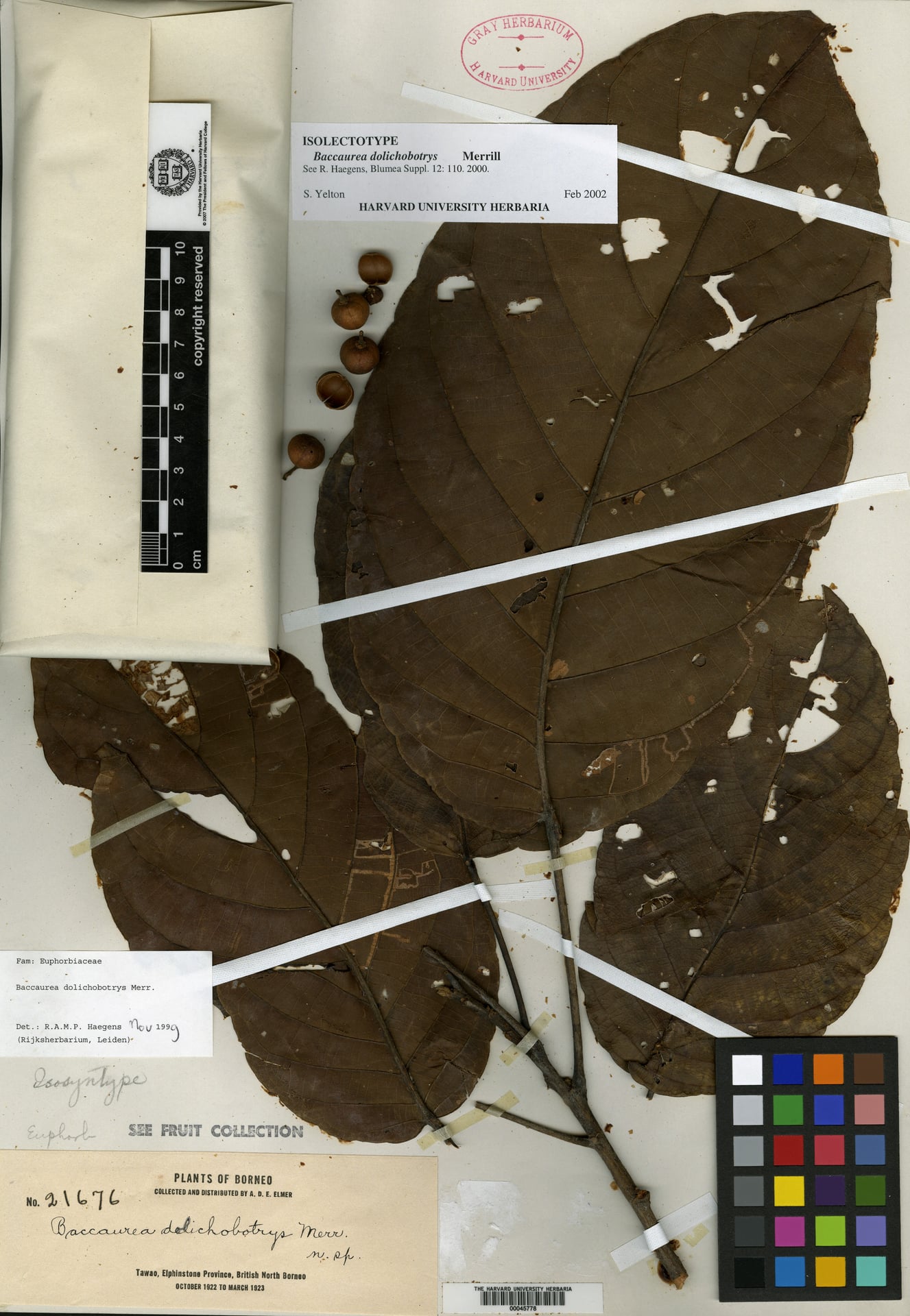 Baccaurea dolichobotrys — photo