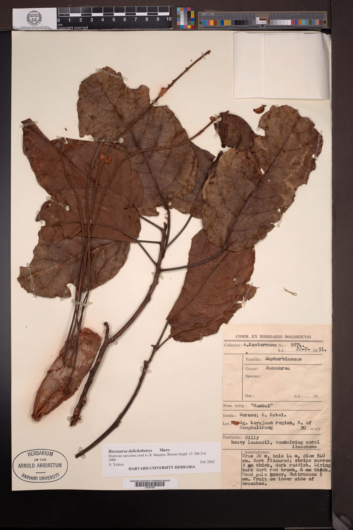 Baccaurea dolichobotrys