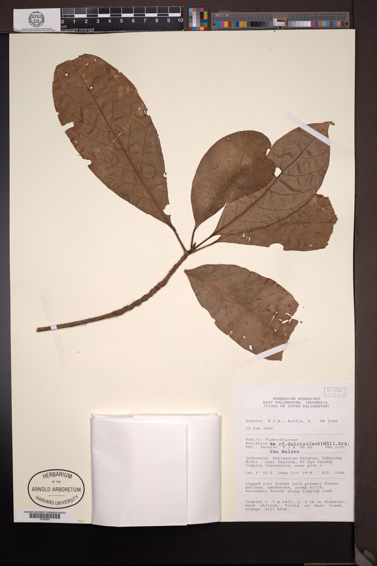Baccaurea dulcis (Rambai) — photo