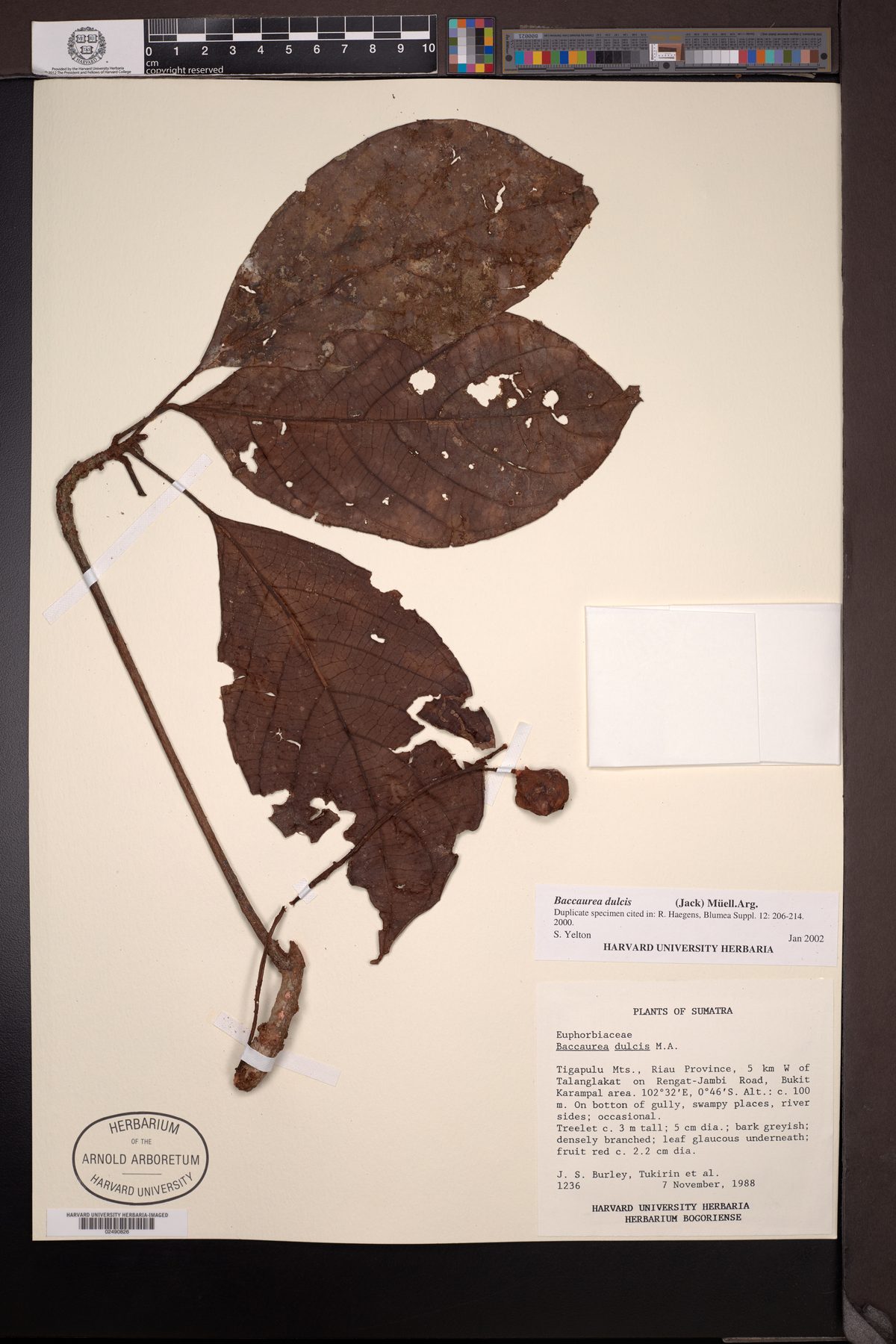 Baccaurea dulcis (Rambai) — photo