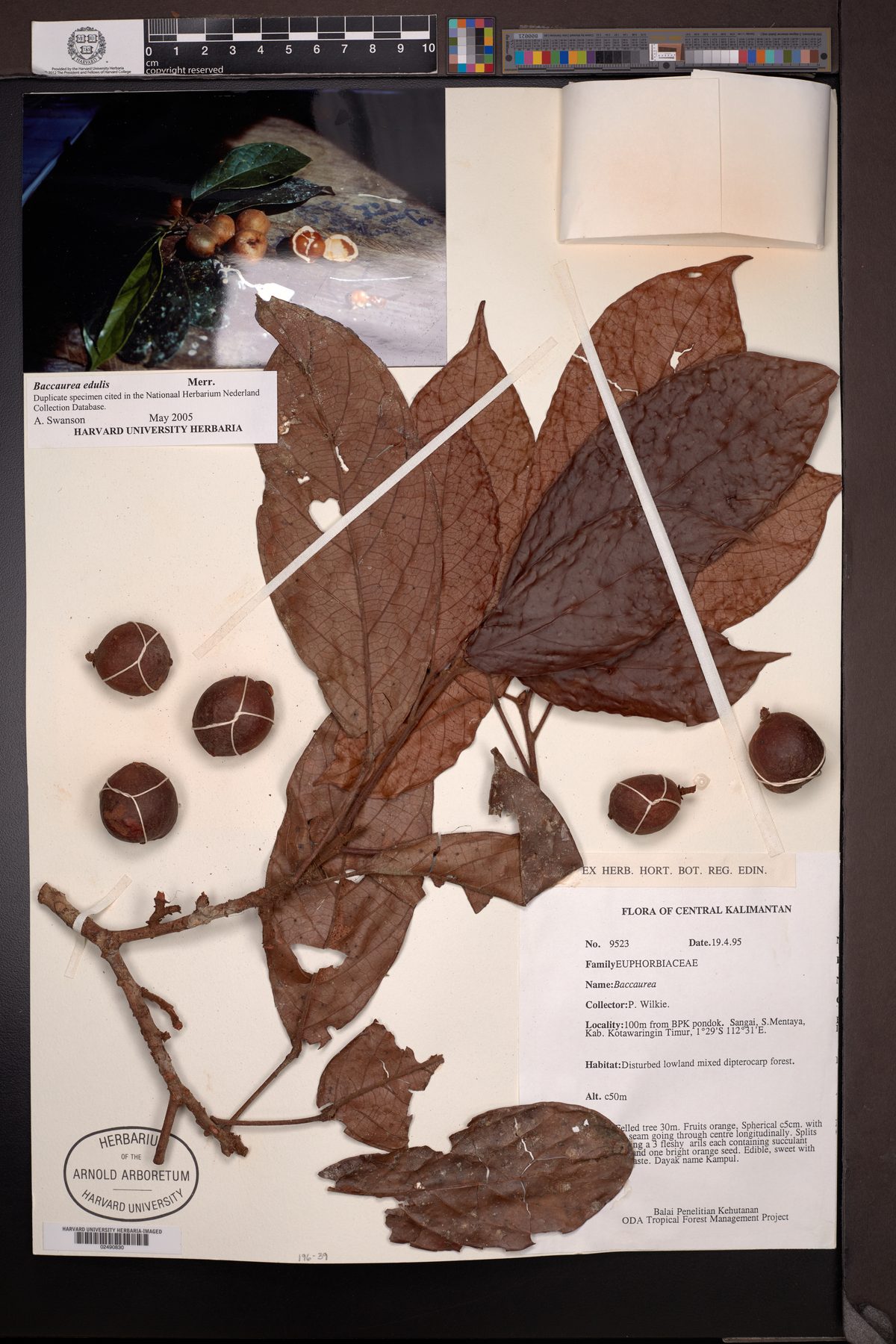 Baccaurea edulis — photo