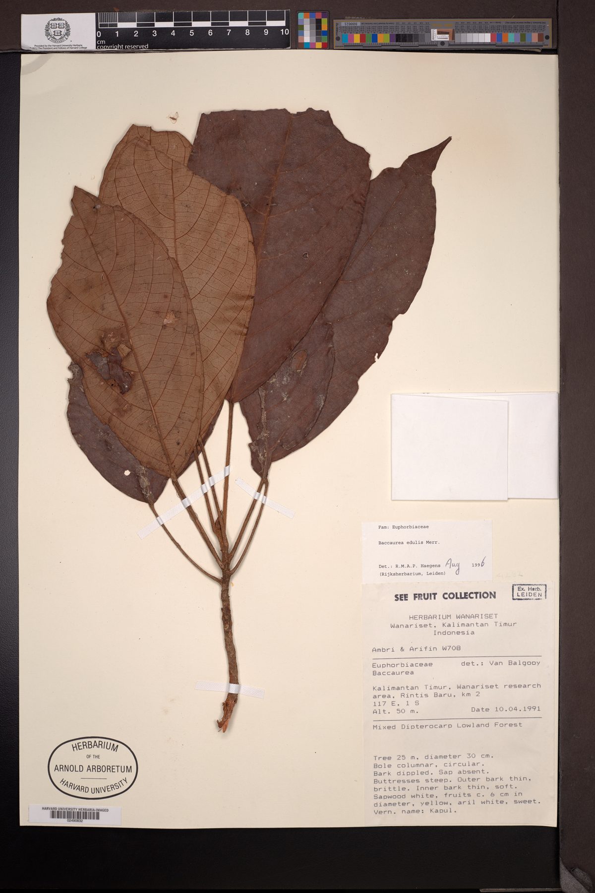 Baccaurea edulis — photo