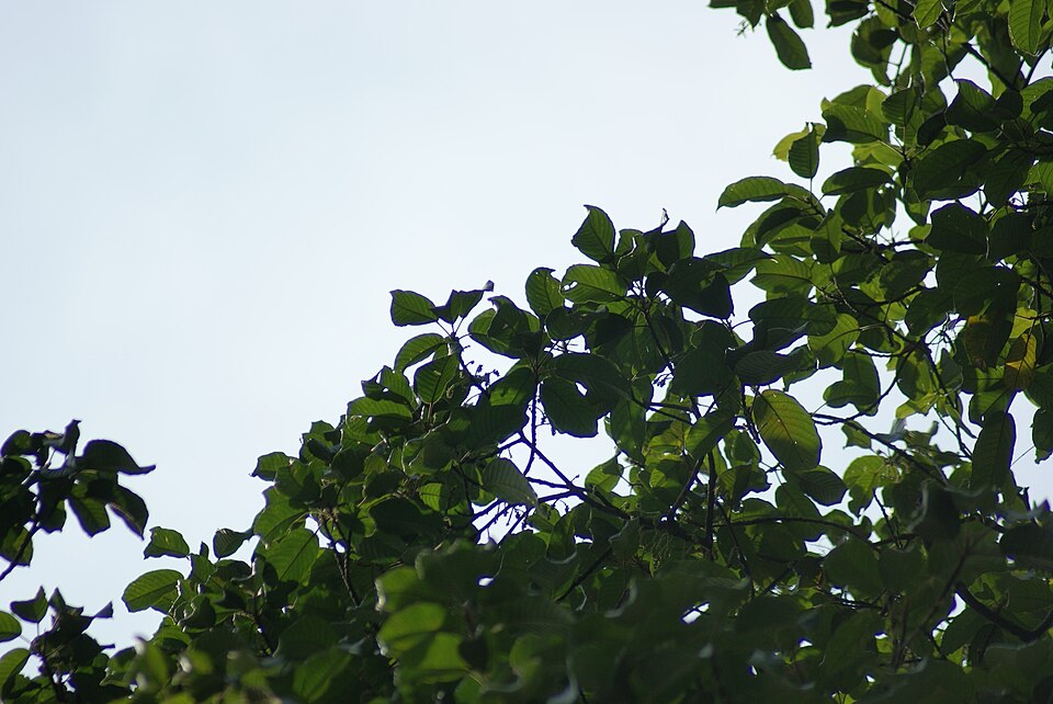 Baccaurea griffithii