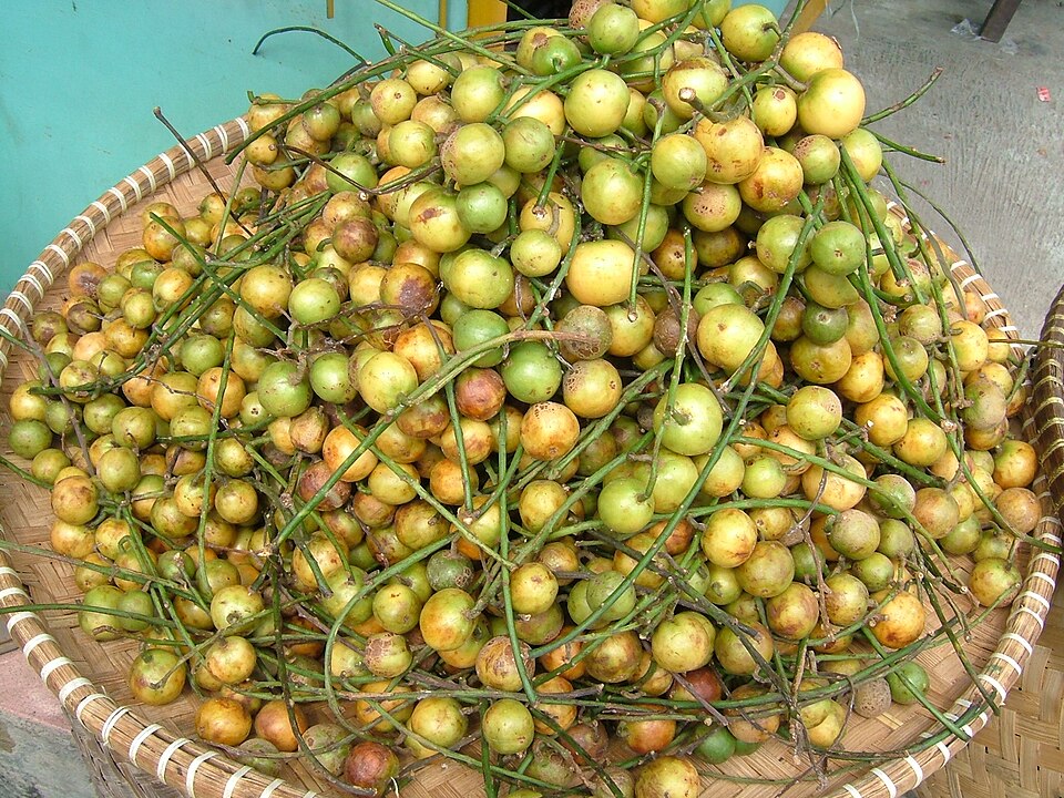 Baccaurea javanica (Burmese grape tree) — photo