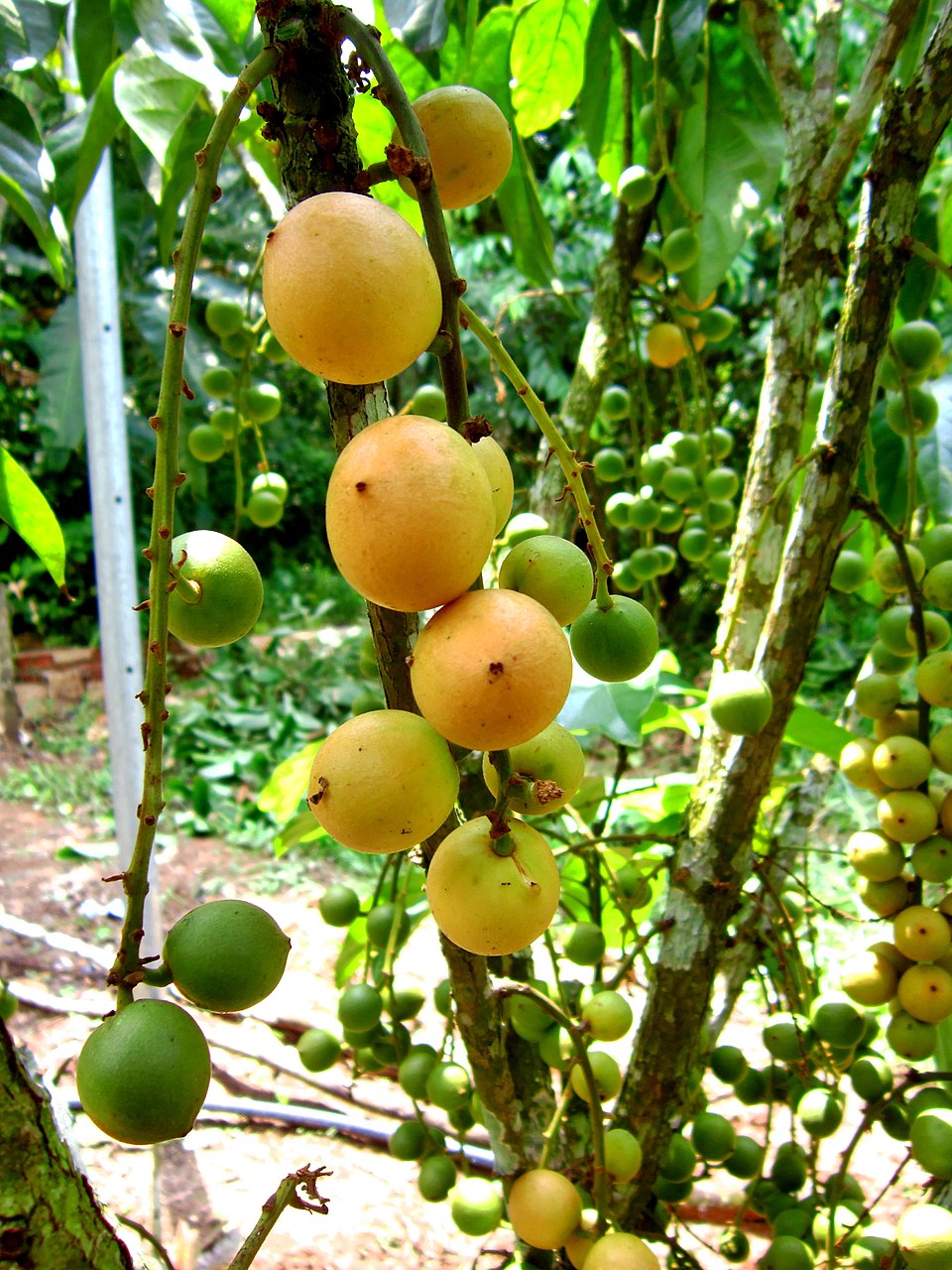 Baccaurea javanica