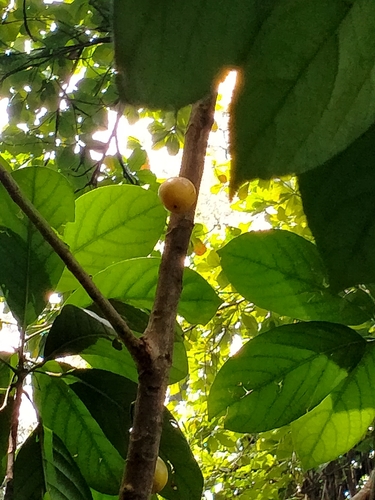 Baccaurea macrocarpa (Greater Tampoi) — photo