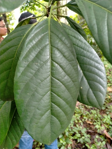 Baccaurea macrocarpa (Greater Tampoi) — photo