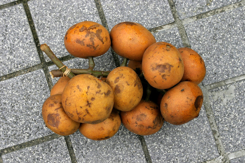 Baccaurea macrocarpa
