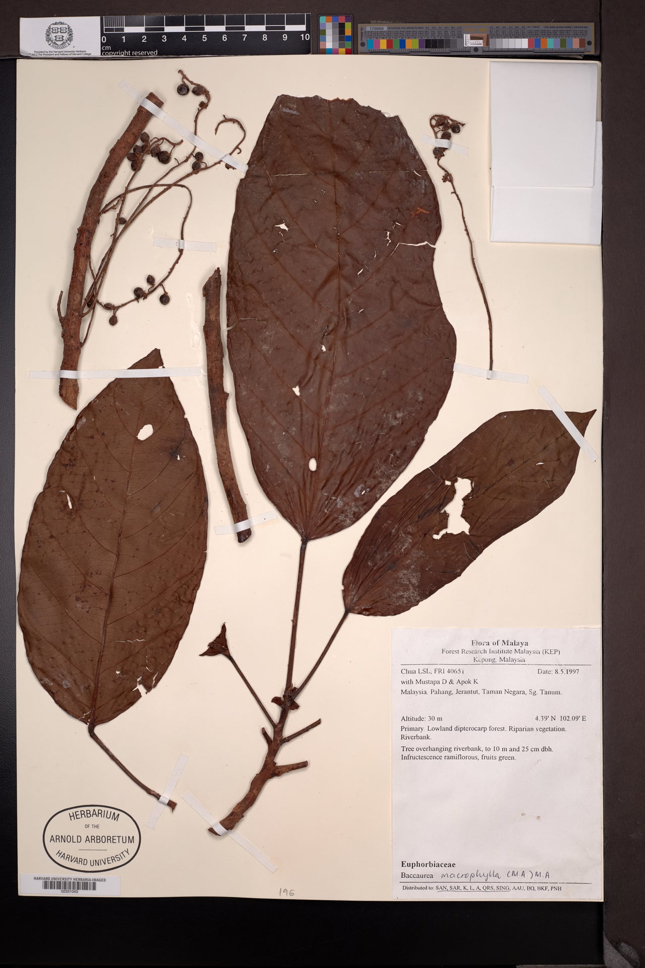 Baccaurea macrophylla (Little-leaf Rambai tree) — photo