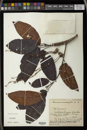 Baccaurea macrophylla