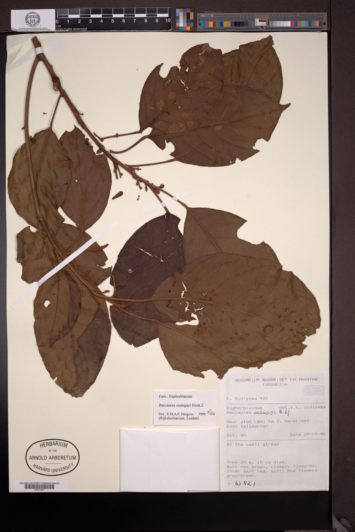 Baccaurea maingayi — photo