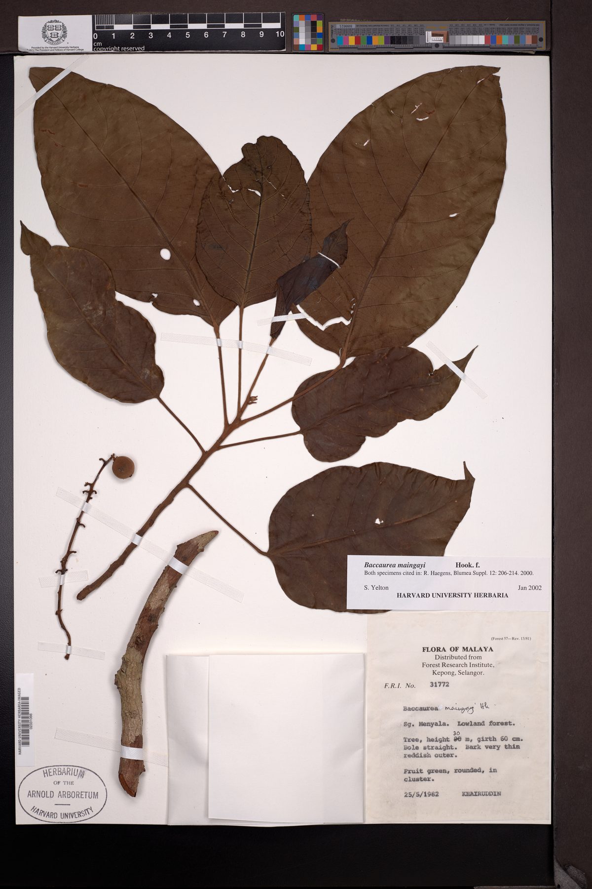 Baccaurea maingayi — photo