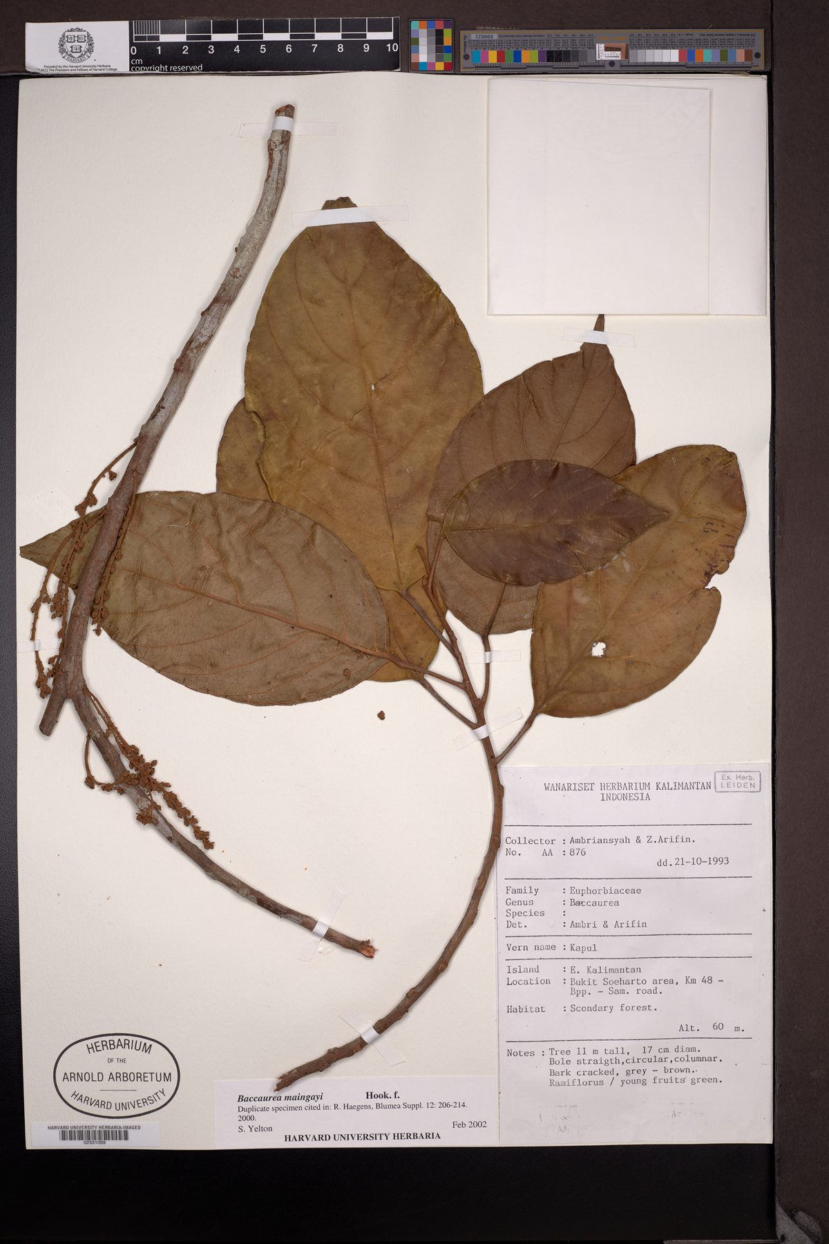 Baccaurea maingayi