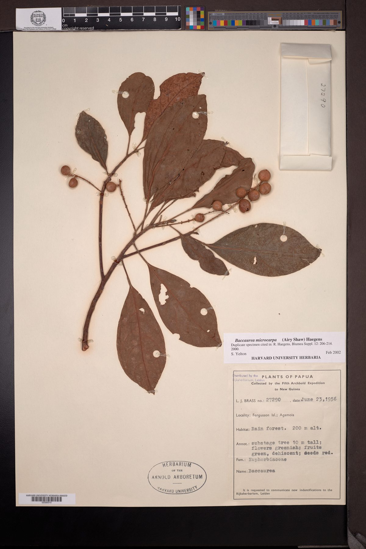 Baccaurea microcarpa