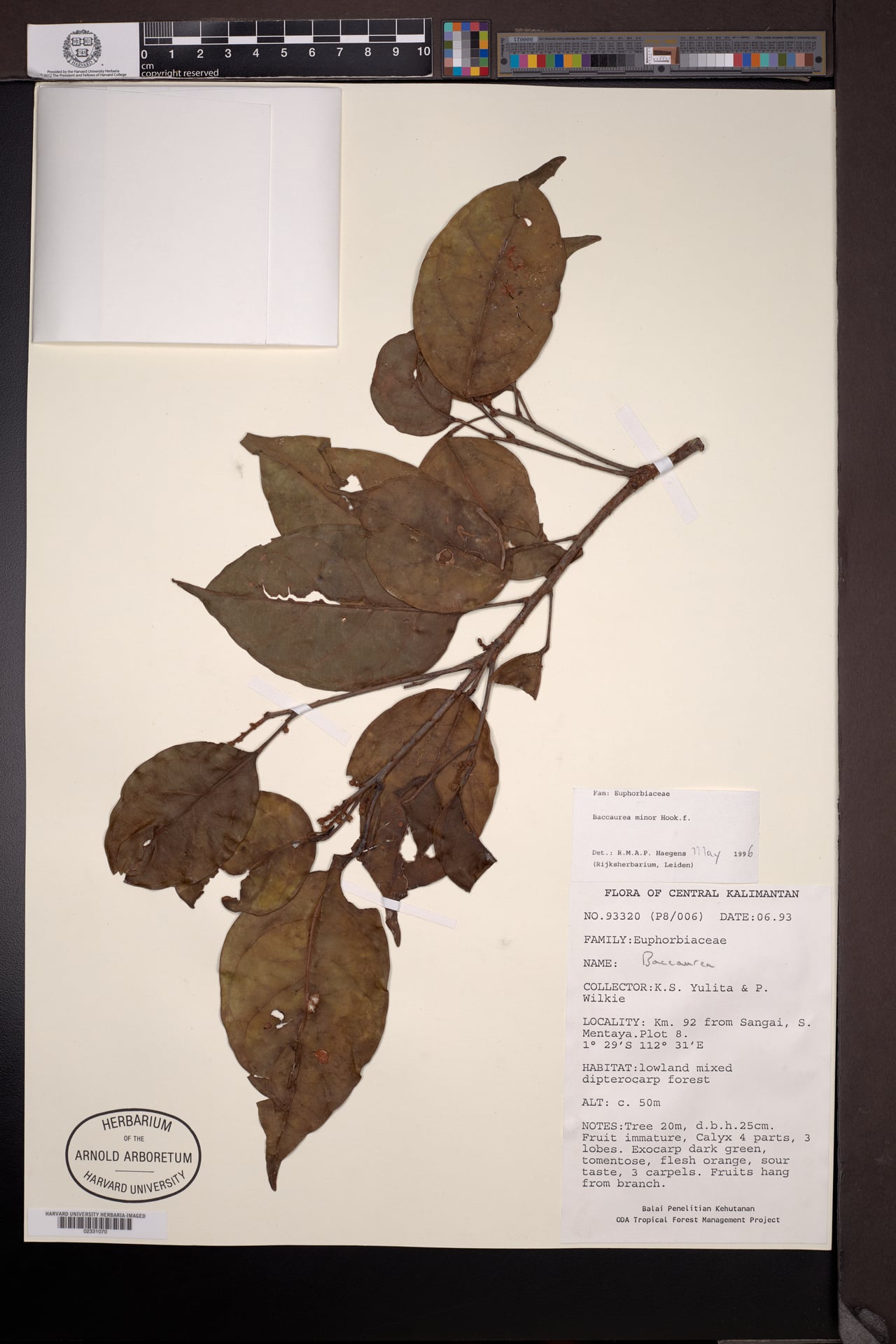 Baccaurea minor (Tampoi) — photo