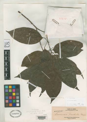 Baccaurea minor