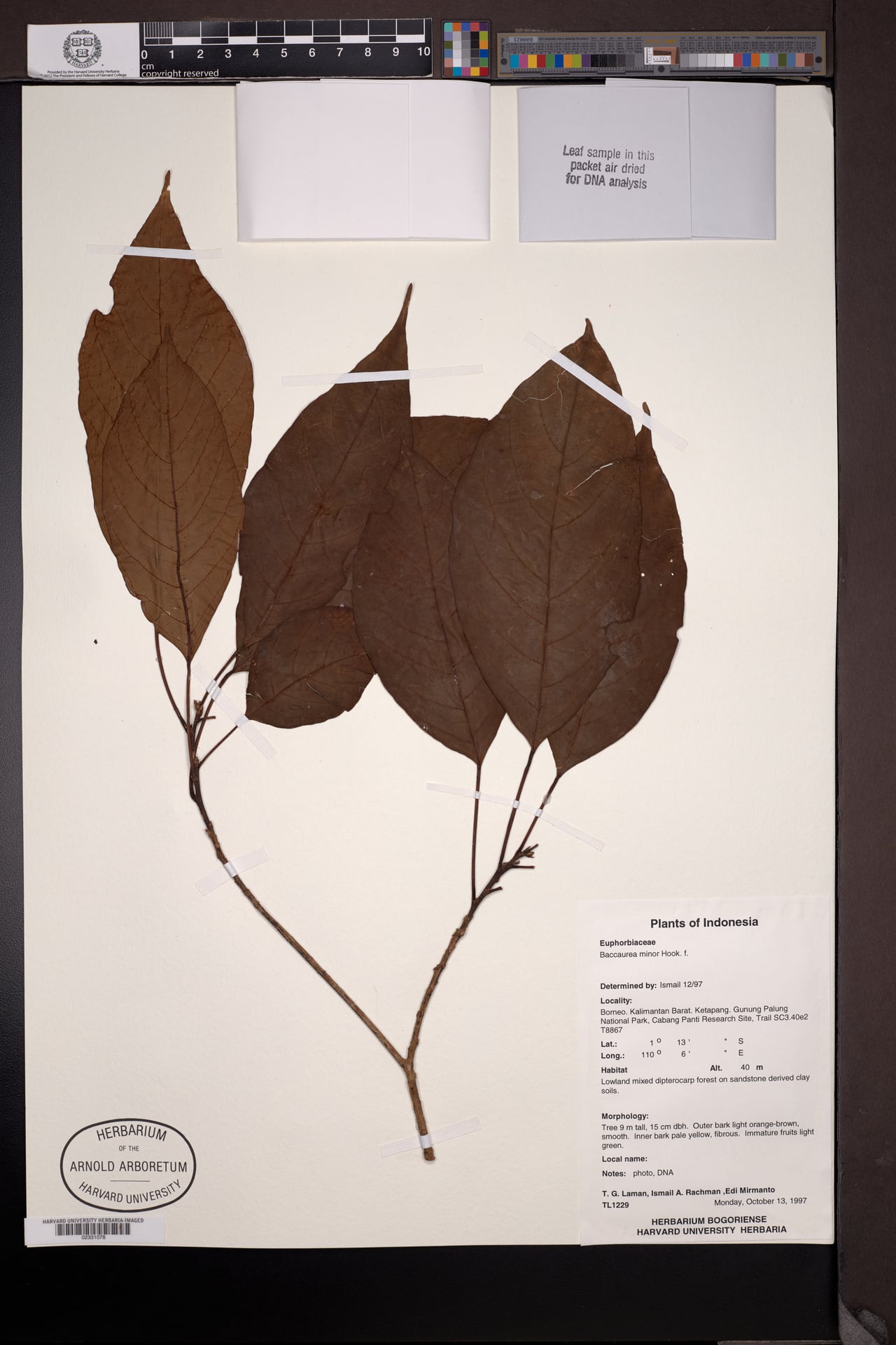 Baccaurea minor (Tampoi) — photo