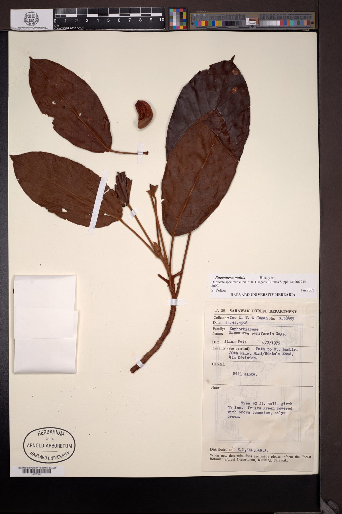 Baccaurea mollis — photo