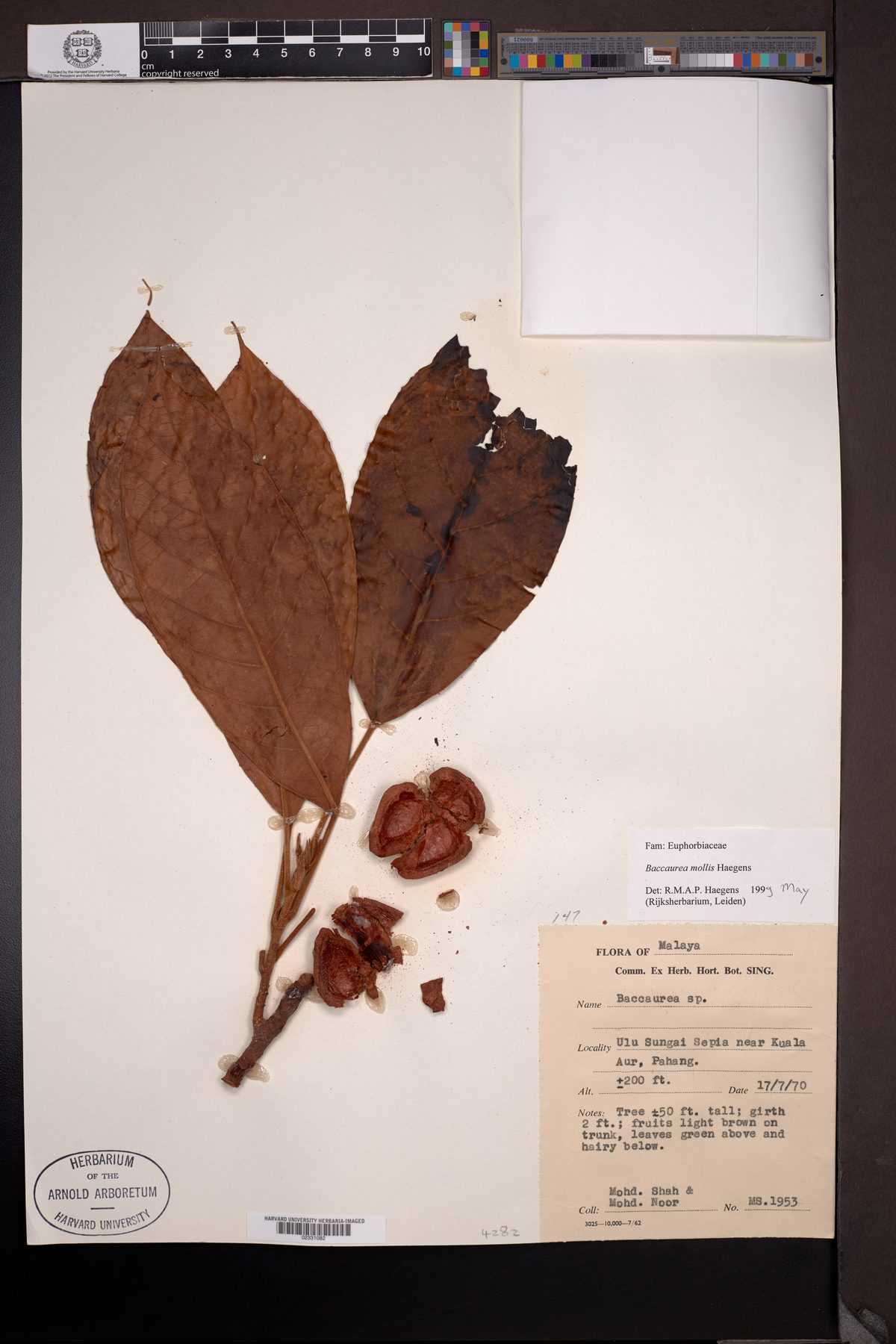 Baccaurea mollis — photo