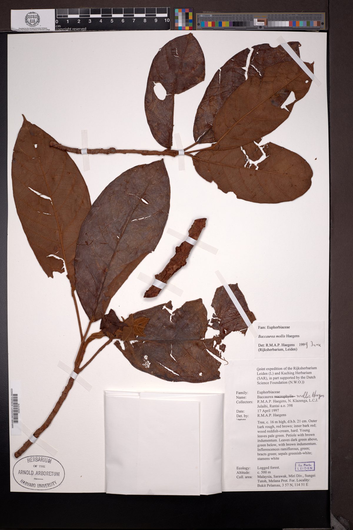 Baccaurea mollis