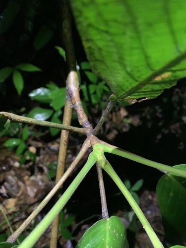 Baccaurea motleyana (Motley's rambai) — photo