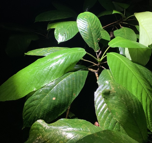 Baccaurea motleyana (Motley's rambai) — photo