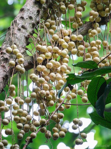 Baccaurea motleyana